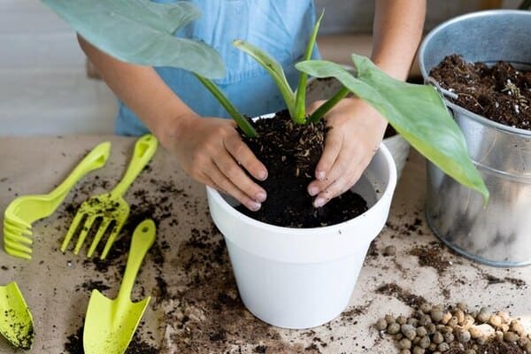 Manos cuidando plantas en macetas con tierra