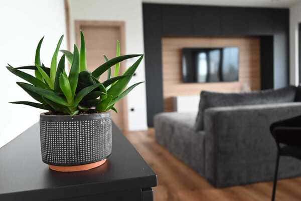 Macetas con plantas verdes en un espacio cálido